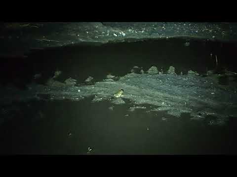 Ropucha zielona, jedna z kilku spotkanych przeze mnie na hałdzie w Bytomiu nocą 28 czerwca 2021.