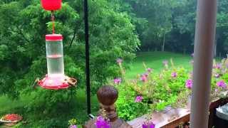 Hummingbirds Feeding In Slow Motion