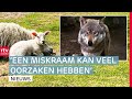 Geen vergoeding bij miskraam na wolvenaanval & Staking in het streekvervoer | Drenthe Nu