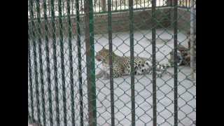 preview picture of video 'Islamabad zoo'
