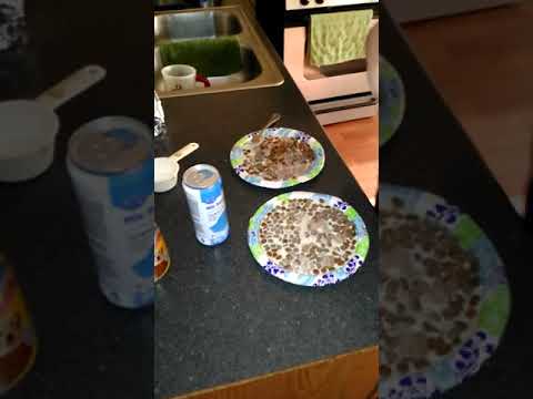 Chihuahua Puppy Love video.