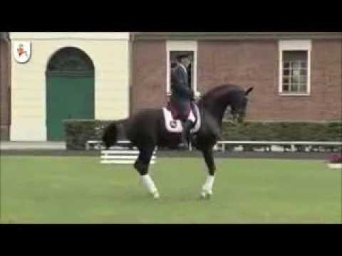 DANCIER: Hannover dressage stallion by De Niro, www.equine-evolution.com