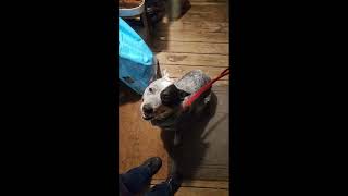 Video preview image #1 Mutt Puppy For Sale in Garden City, NY, USA