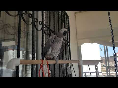 THE SMILING TALKING PARROT GRAVEL 08.03