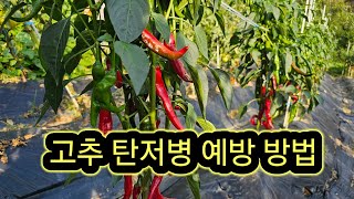 고추 재배방법 #고추탄저병 예방방법