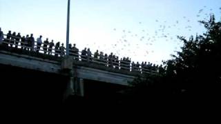 Bats in Austin