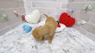 ハーフ犬の動画01