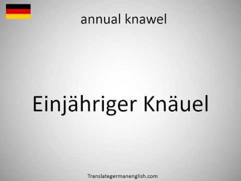 How to say annual knawel in German?