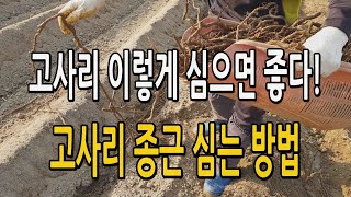 고사리 농사 / 고사리 종근 이렇게 심으면 100% 잘 자라요! 고사리 종근 심는 방법