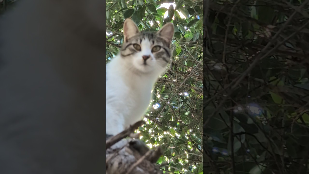 Кошка высоко на дереве Cat high in tree Смешные коты Funny cats Мило Cute animal Nature Trend Plants
