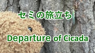 #3セミになるための旅 最終話/Journey to become a cicada #3
