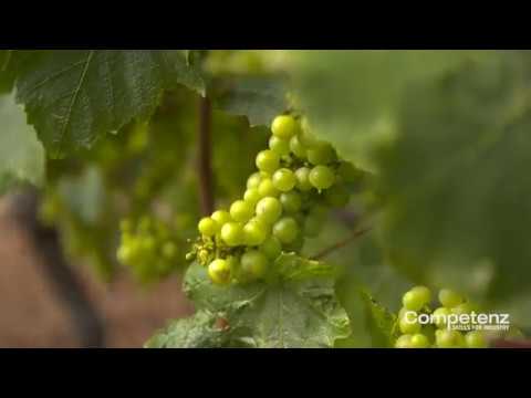 download lagu mp3 mp4 Cellarhand, download lagu Cellarhand gratis, unduh video klip Cellarhand