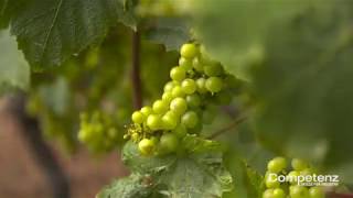 New Zealand Certificates in Cellar Operations