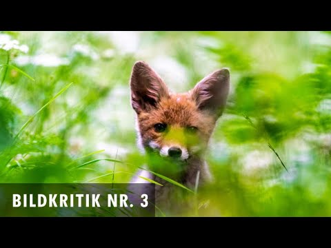 Ich beurteile eure Bilder/Bildkritik Nr. 3