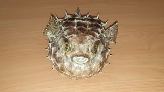 DIY, How to taxidermy a fish(Tetraodontidae)