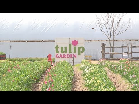 Virágmező: 150 ezer tulipán nyílik a tázlári homokon