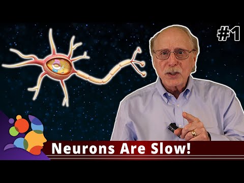Neurons Are Slow! - Machine Learning Is Not Like Your Brain #1
