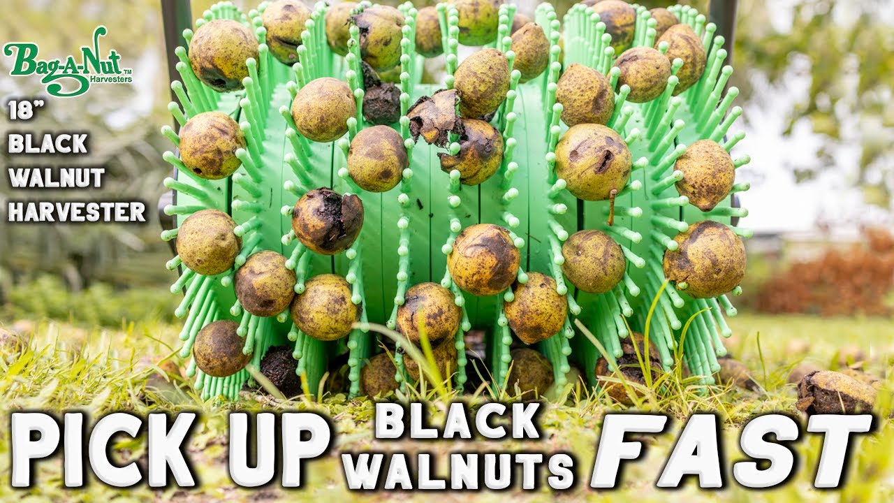 Pick up Black Walnuts Fast With Bag-A-Nut's 18