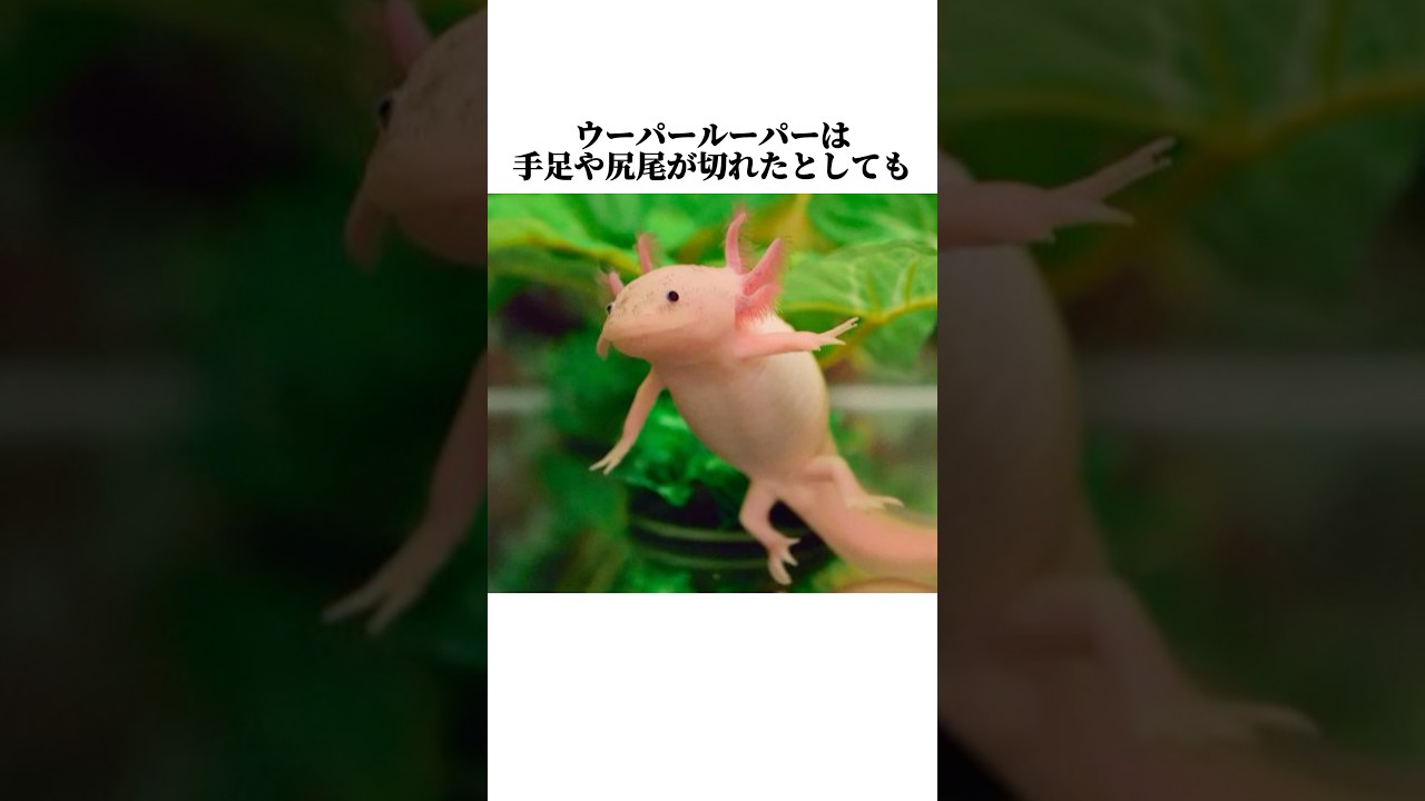 【ウーパールーパー】の面白い雑学 #shorts #ウーパールーパー #雑学
