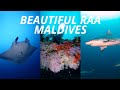 Experience the Magic of Diving in Raa Atoll Maldives with Euro-Divers Dhigali, Euro-Divers Dhigali, Malediven