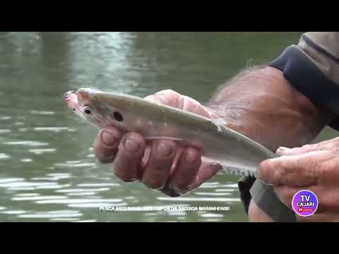 DOCUMENTÁRIO SOBRE A PESCA ARTESANAL DA BAIXADA MARANHENSE, GRAVADO NOS CAMPOS DE PENALVA MARANHÃO 