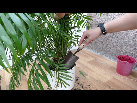 Repotting My Parlour Palm (Chamaedorea elegans)