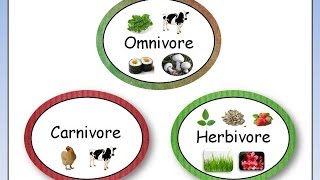 Omnivore, Carnivore, Herbivore
