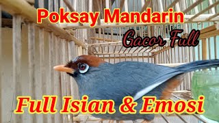 Download lagu Poksay Mandarin Gacor Full Isian dan Emosi mp3
