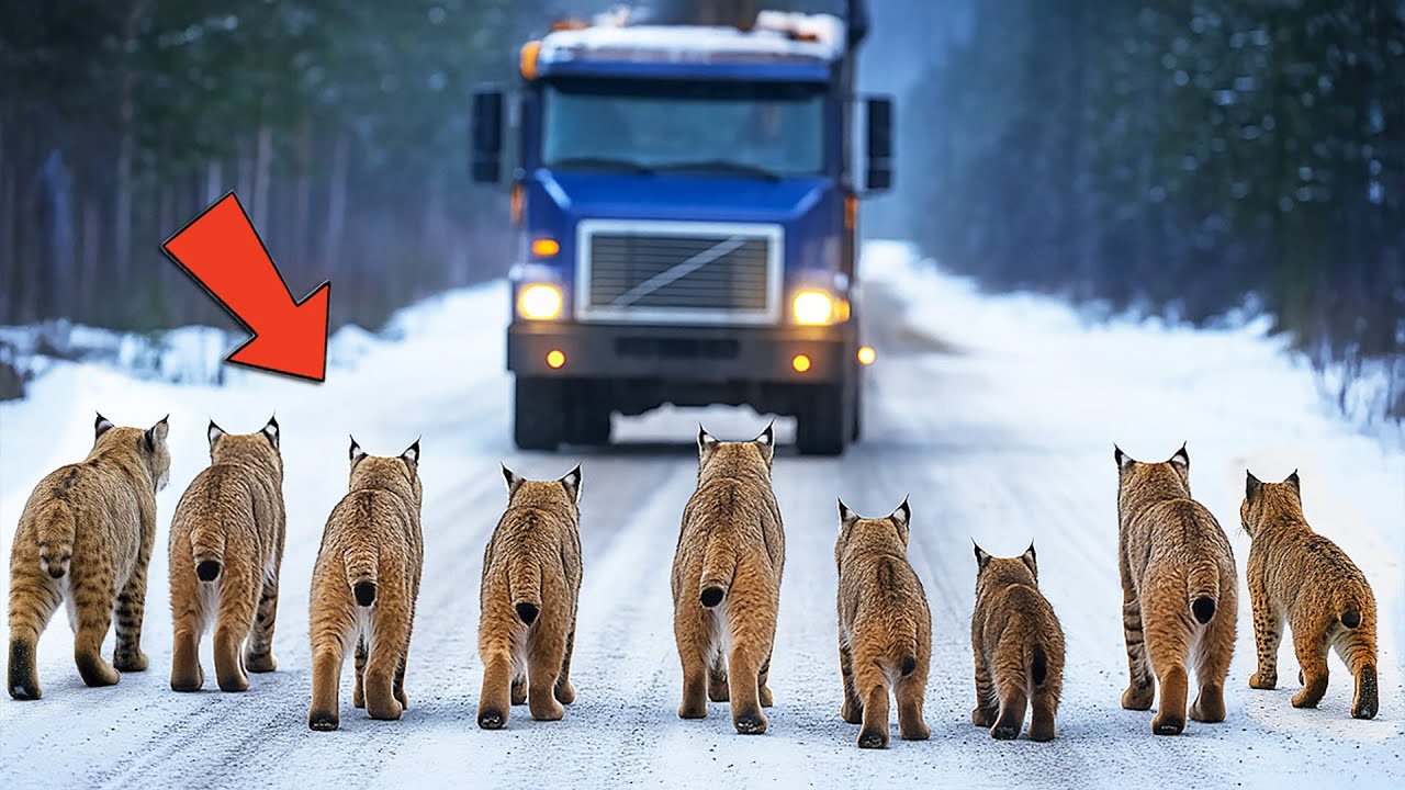 Pack of Bobcats Surrounded The Truck, And Then Something Truly Unbelievable Happened!
