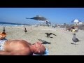 Another Way To Feed A Seagull A Cheeto