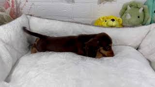 ミニチュアダックスの動画01