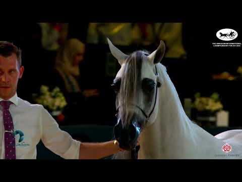 N 330 ERMITAGE   The Kingdom International Championship For AH 2022   Stallions 4 – 6 Years Old Clas