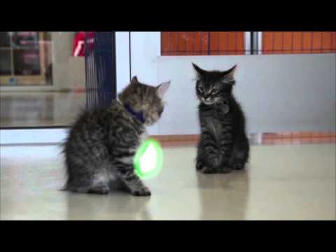 Jedi Kittens in training!