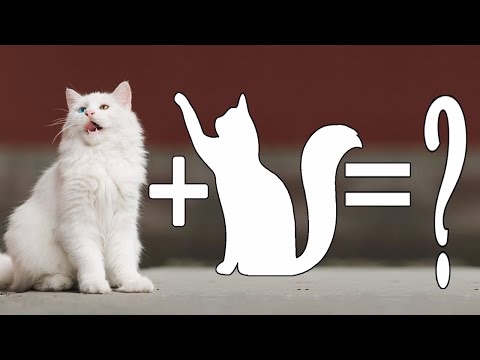 8 popular Munchkin Mixes Cat Breeds | Munchkin Cat Mix