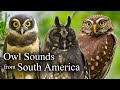 The Best Owl Sounds Owl Sounds With 10 Species From South America