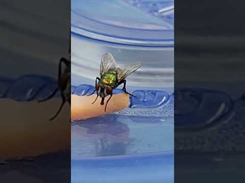 10 Facts About Flies #facts #insects #flies