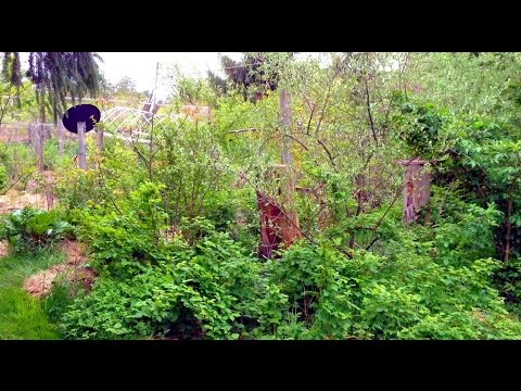 Polycultures and Guilds 4 - Many MANY layers