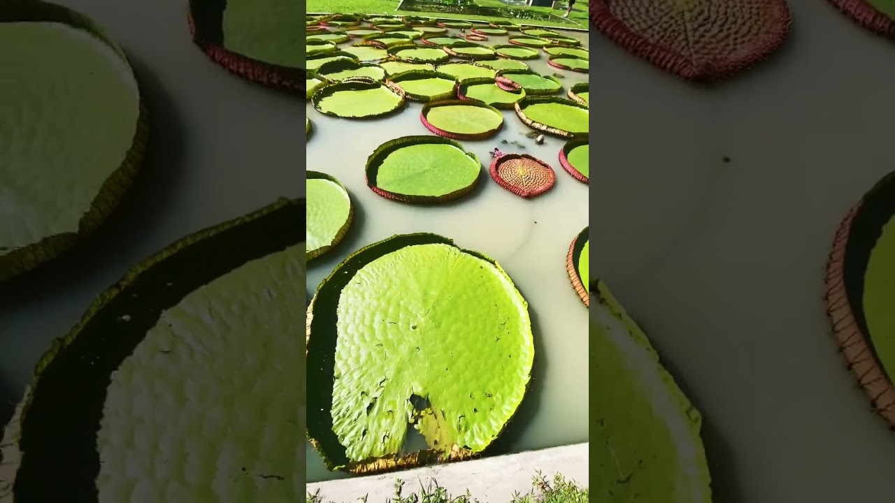 YouTube Short thumbnail