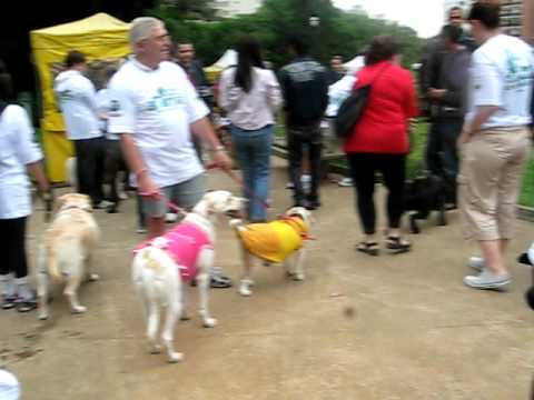 Cãominhada de São Francisco