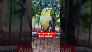 Download lagu pleci betina gacor #plecigacor mp3 Download lagu pleci betina gacor #plecigacor mp3
