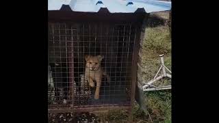 DoVE Project Rescued 80 Dogs from a Dog Meat Farm with the Help of Korean Activists