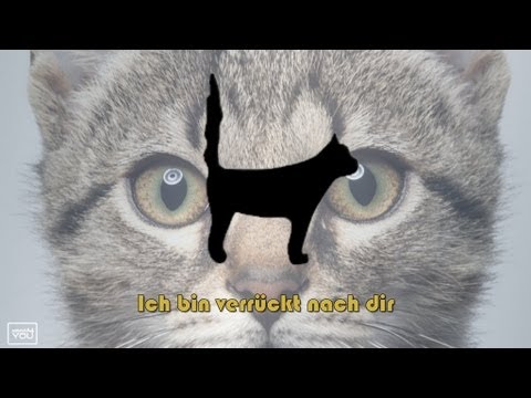Das will mir meine Katze sagen - Die Körpersprache der Katze