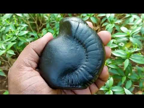 Lord Venkateshwar Balaji Auspicioues Sacred Rare Shaligram Shila Statue Set video