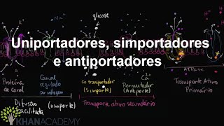 Uniportadores, simportadores e antiportadores | Membranas e transporte | Biologia | Khan Academy