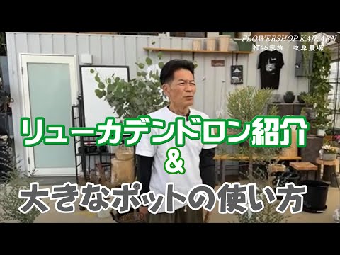 園芸 聖職者の木、クレロデンドロン