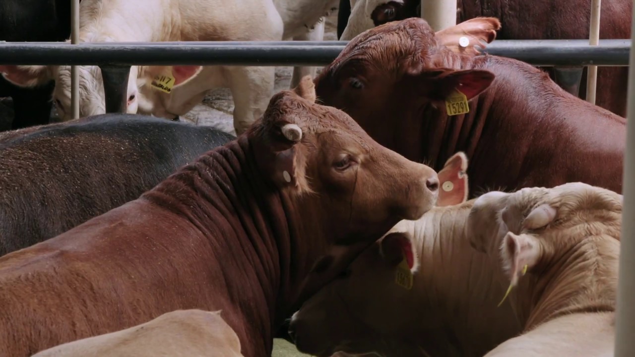 Meat industry essentials