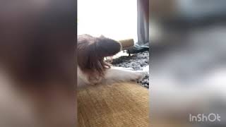 雨の日☔️パピヨンに癒される動画