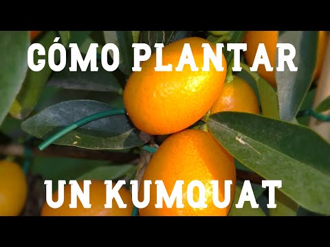 , title : 'Cómo plantar un kumquat ,naranjo chino o quinoto | El Huerto de Carlos'