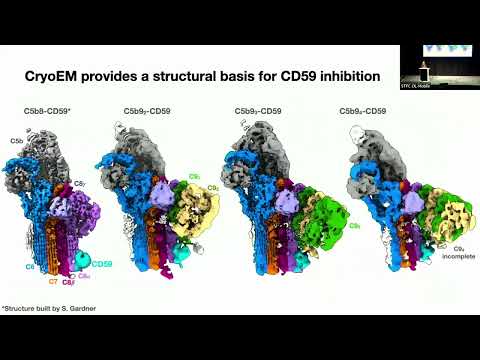 Capturing Inhibited Assemblies of the Membrane Attack Complex by CryoEM - Emma Couves