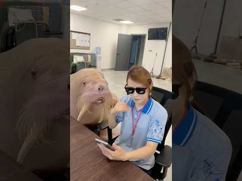 Cuando el león marino quiere ponerse gafas.